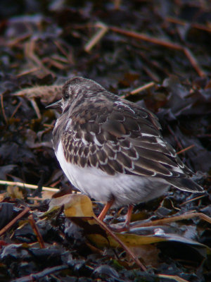 Tournepierre à collier, Kamouraska