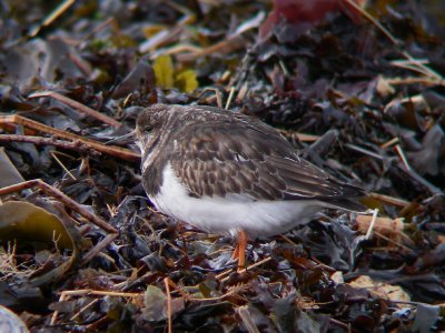 Tournepierre à collier, Kamouraska