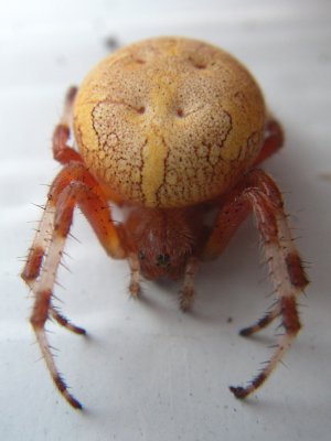 Araignée, St-Onésime-d'Ixworth