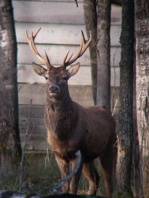 Cerf rouge, St-Onésime-d'Ixworth