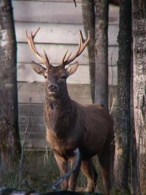 Cerf rouge, St-Onsime-dIxworth