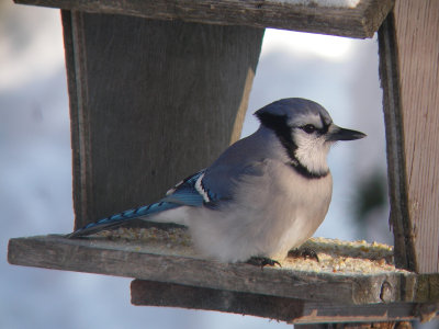 Geai bleu, St-Onésime-d'Ixworth
