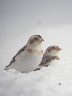 Plectrophanes des neiges, St-Onsime-d'Ixworth