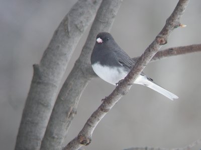 Junco ardois, St-Onsime-d'Ixworth