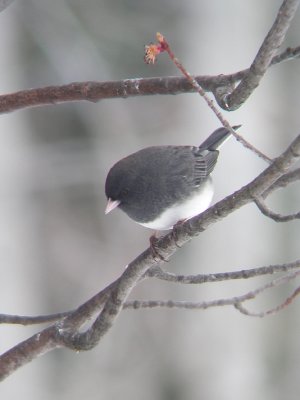 Junco ardois, St-Onsime-dIxworth