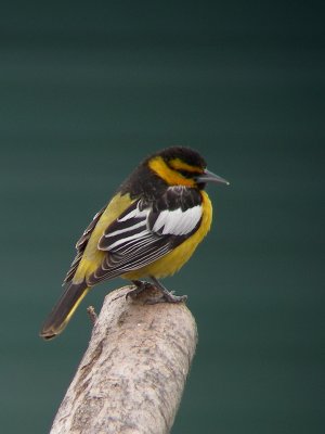 Oriole de Bullock, St-Pacme