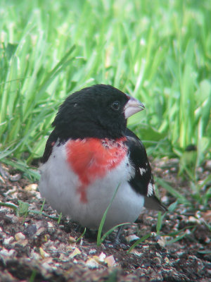 Cardinal à poitrine rose, Saint-Onésime-d'Ixworth