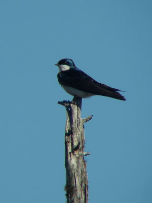 Hirondelle bicolore, Chapais