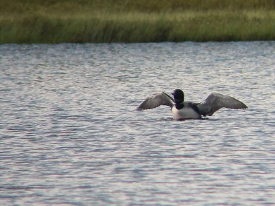 Plongeon huard, Waswanipi