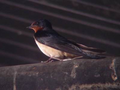g4/72/668472/3/144920363.mQ6AA8Xc.jpg