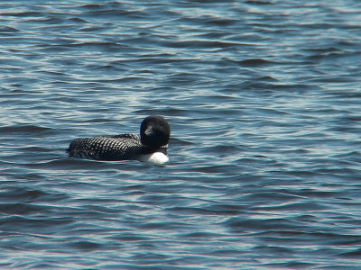 Plongeon huard, Lebel-sur-Quévillon