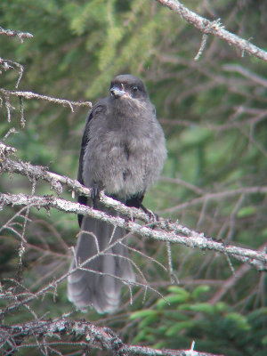 Msangeai du Canada juvnile, Lebel-sur-Quvillon