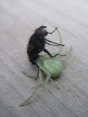 Araignée et mouche, Lebel-sur-Quévillon