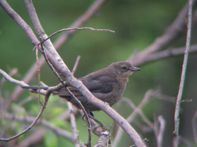 Quiscale rouilleux juvnile, Lebel-sur-Quvillon