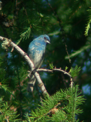 Passerin indigo, Lebel-sur-Quvillon