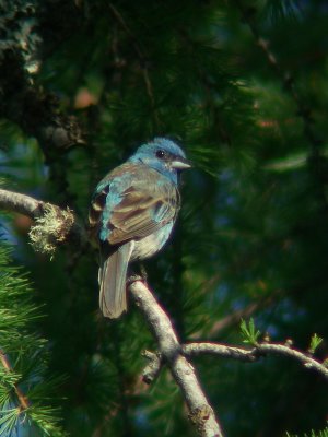 Passerin indigo, Lebel-sur-Quvillon