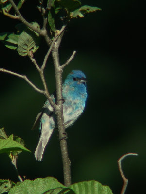 Passerin indigo, Lebel-sur-Quvillon