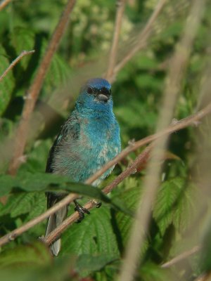 Passerin indigo, Lebel-sur-Quvillon