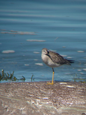 Petit Chevalier, Kamouraska