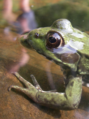 Grenouille verte, St-Onésime-d'Ixworth