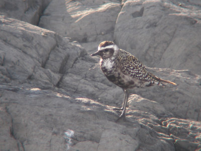 Pluvier bronzé adulte, Kamouraska