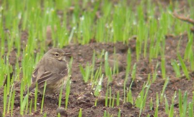 Pipit d'Amrique, Beauport