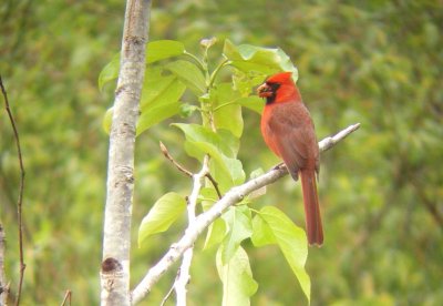 Cardinal rouge, Beauport, mai 06