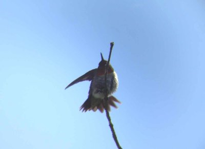 Colibri  gorge rubis, Neuville