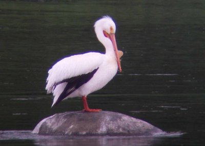 Pélican d'Amérique, Scott