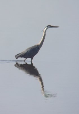Grand Héron, Rivière-Ouelle