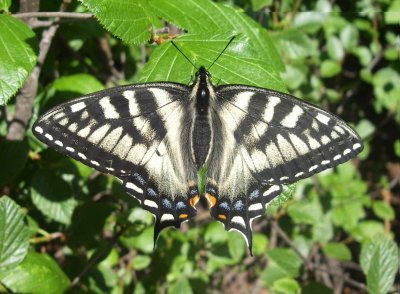 Papillon tigré