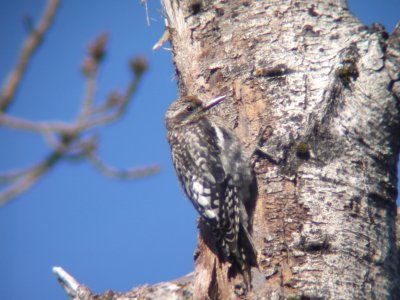 Pic macul juv., St-Onsime-d'Ixworth