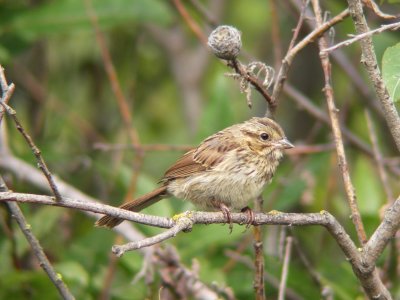 Bruant chanteur, juv. La Pocatire.