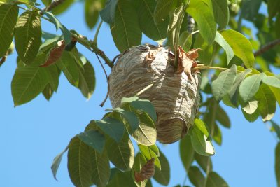Paper Wasp Nest.JPG