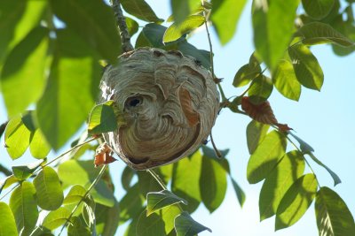 Paper Wasp Nest Entrance.JPG