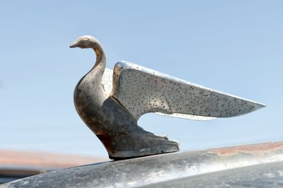 Custom - Swan