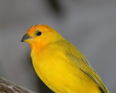 g4/72/728372/3/132747063.6bMtQpqk.jpg