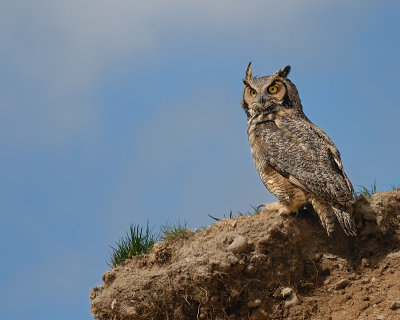 Great Horned Owl