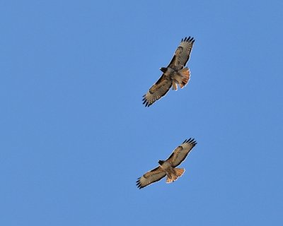 Red-tailed Hawks in courtship flight