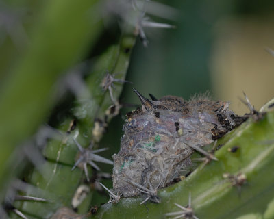 Costas Hummingbird nest with 2 babies