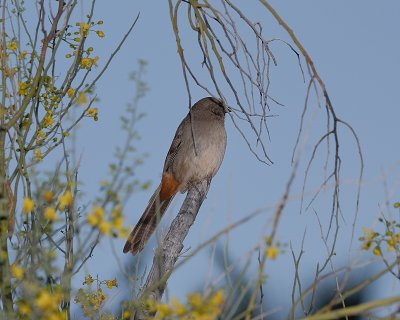 California Towhee