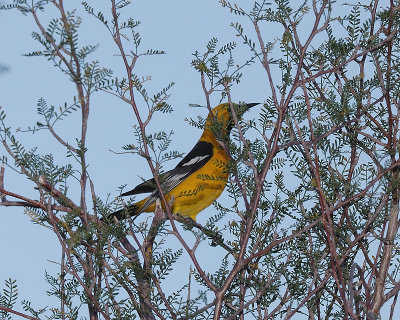 Hooded Oriole