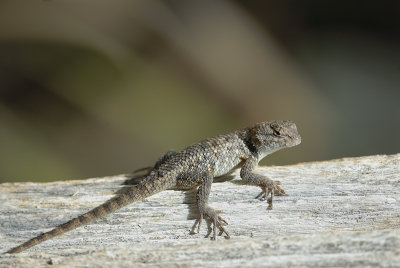 Desert Spiny Lizard