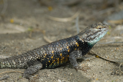 Desert Spiny Lizard