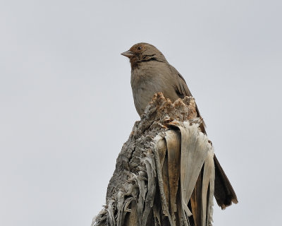 California Towhee