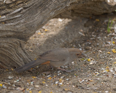 California Towhee