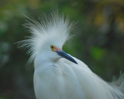 Snowy Egret