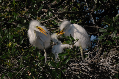 Great Egret chicks