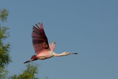 Roseate Spoonbill