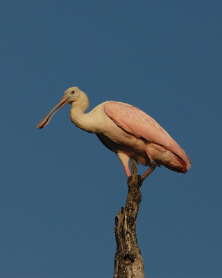 Roseate Spoonbill